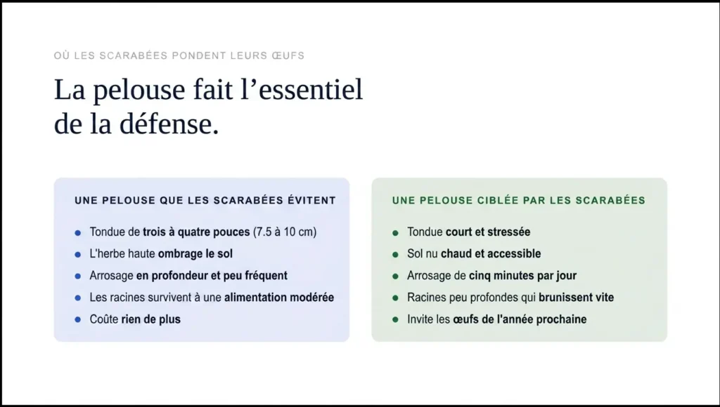 Guide d'entretien pour protéger la pelouse des scarabées