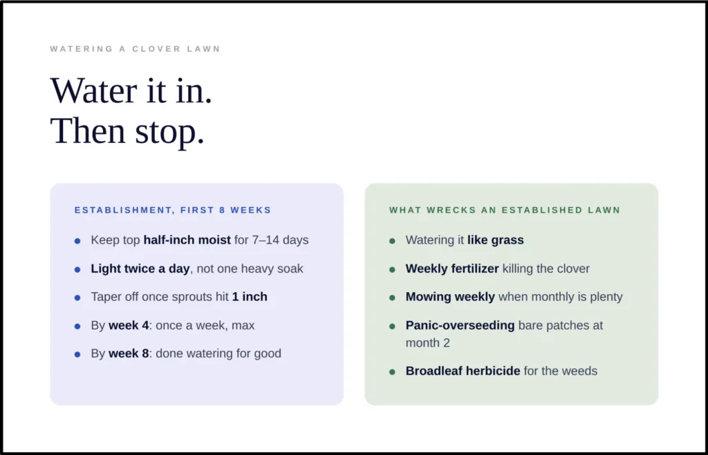 An instructional graphic titled "Water it in. Then stop," outlining irrigation rules for a clover lawn's first 8 weeks. The establishment timeline details keeping the top half-inch of soil moist for 7–14 days with light watering twice a day, tapering off once sprouts hit 1 inch, dropping to once a week by week 4, and stopping altogether by week 8. It contrasts these steps against common maintenance mistakes, including watering it like grass, applying weekly fertilizer, and using broadleaf herbicides.