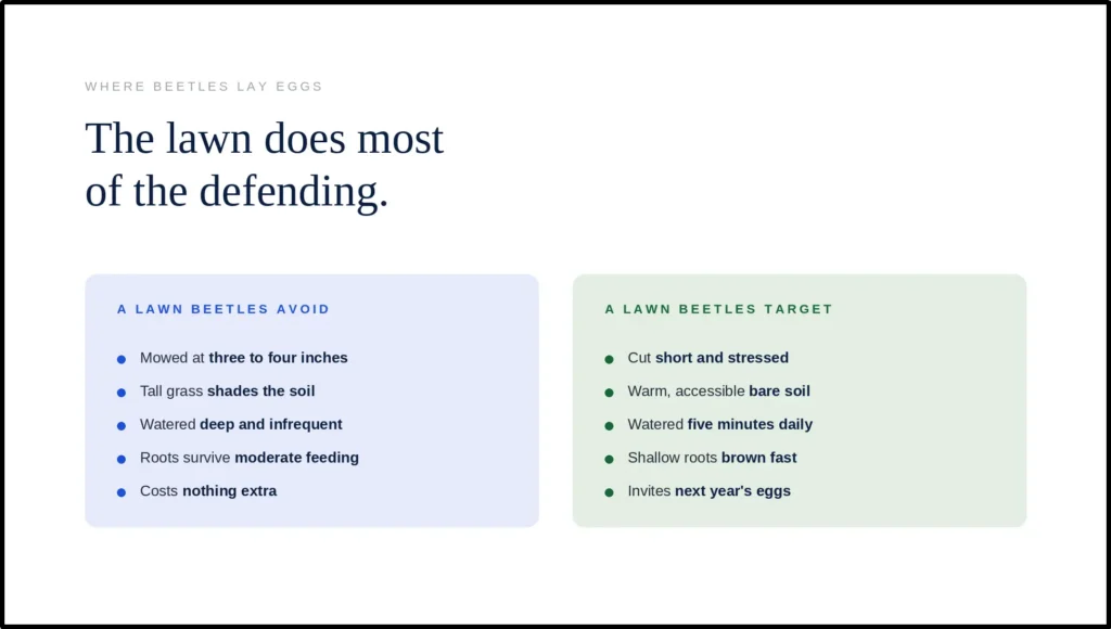 A comparison chart titled "The lawn does most of the defending," contrasting the characteristics of a lawn beetles avoid versus one they target. It highlights that maintaining grass at three to four inches with deep, infrequent watering creates a resilient environment that naturally discourages egg-laying.
