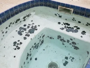 Black alage in pool