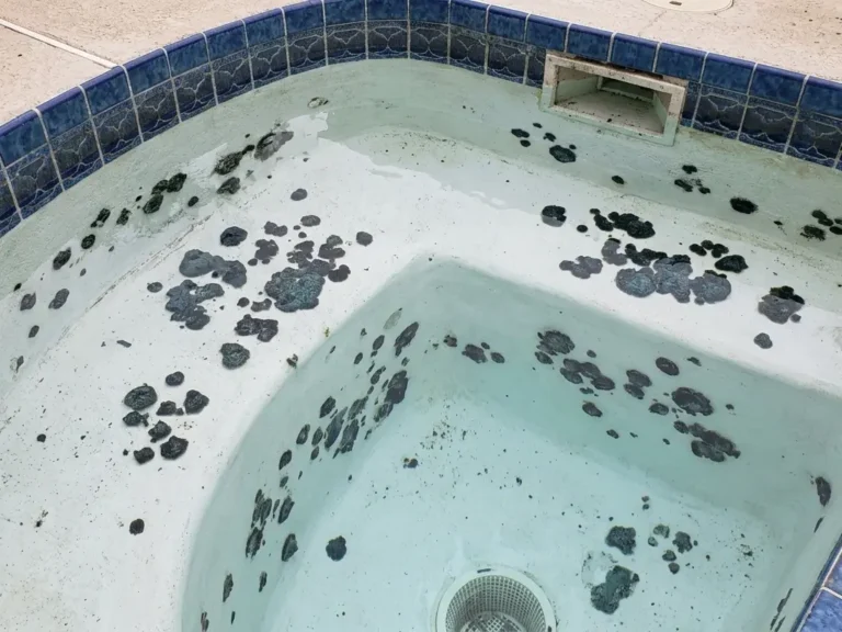 Black Algae: Why It Survives Chlorine and How to Actually Kill It