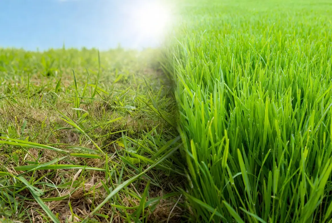 Crabgrass Battle: Healthy Lawn Secrets