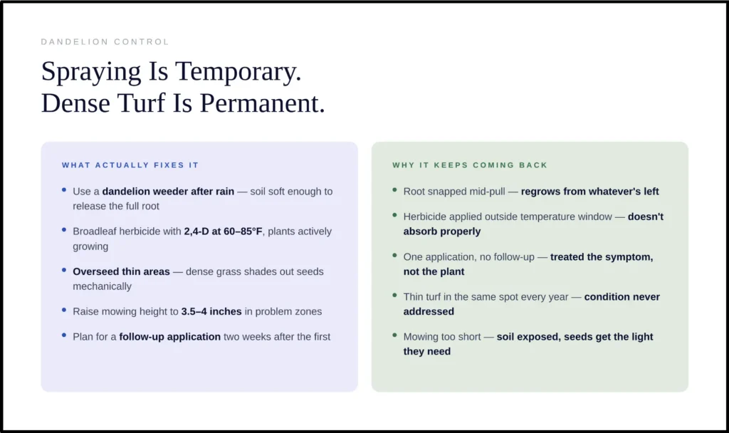 Infographic explaining effective methods for permanent dandelion lawn control