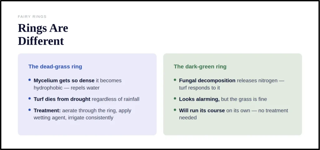 Dead grass ring vs dark green ring