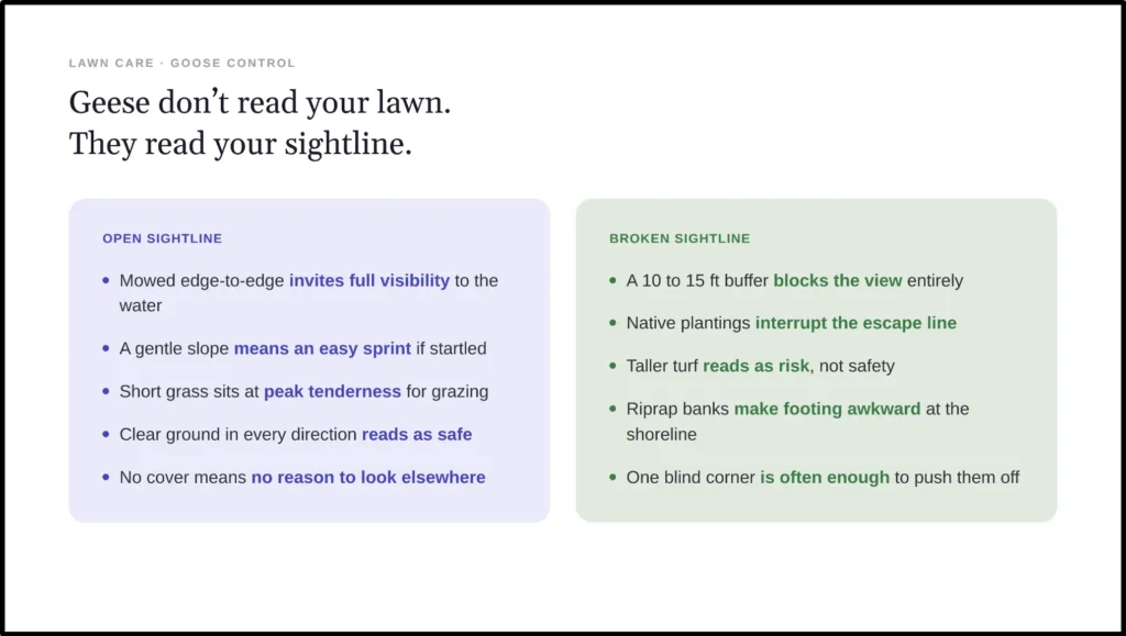 how open and broken sightlines affect geese