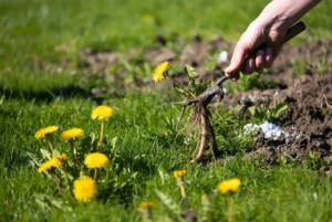 Gardener pulling deep dandelion taproot from lush green lawn