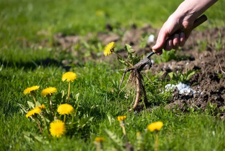 Gardener pulling deep dandelion taproot from lush green lawn