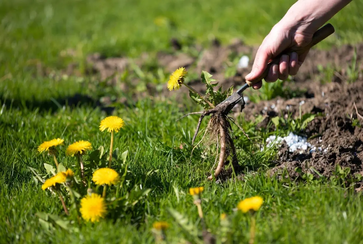 Gardener pulling deep dandelion taproot from lush green lawn