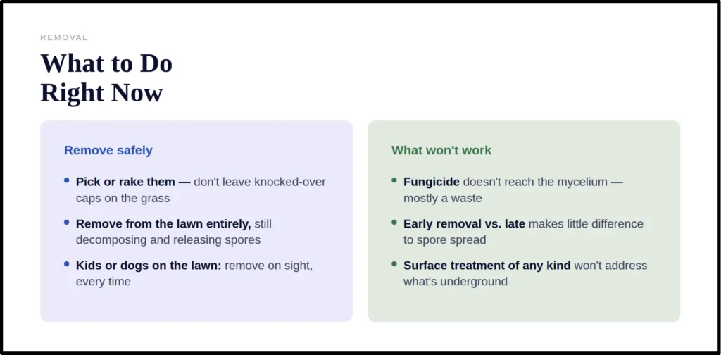 mushroom removal methods and ineffective treatments