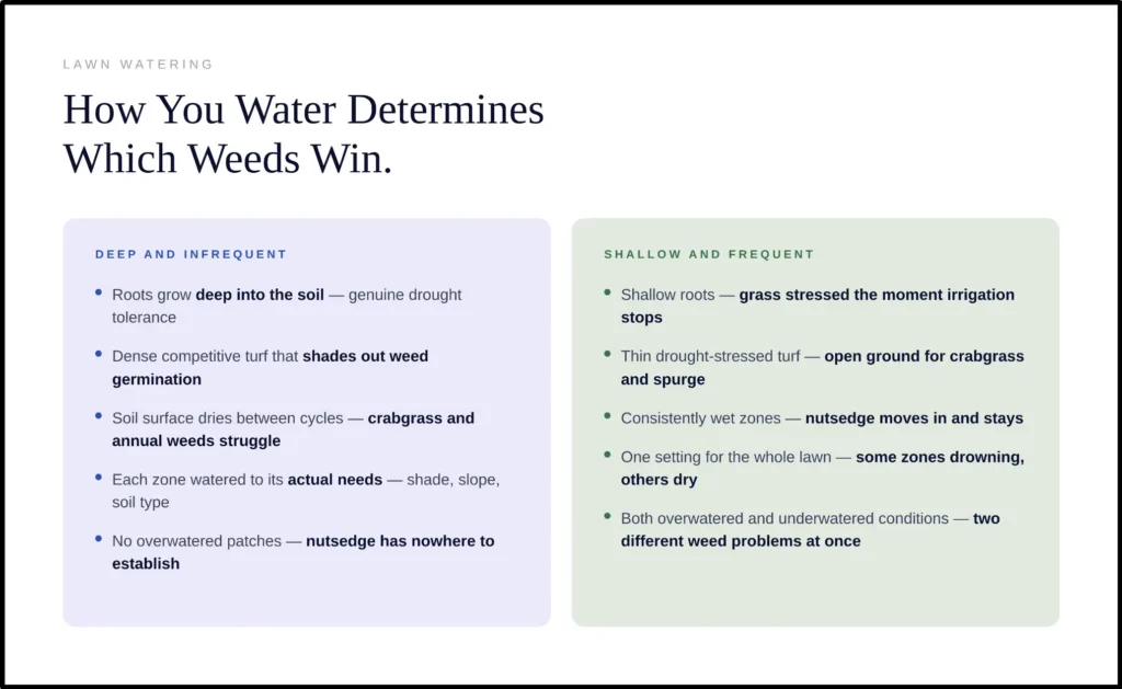 Infographic comparing lawn watering methods and weed growth