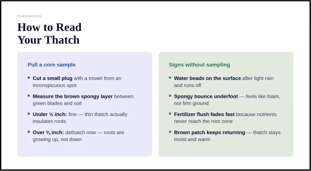 measure thatch