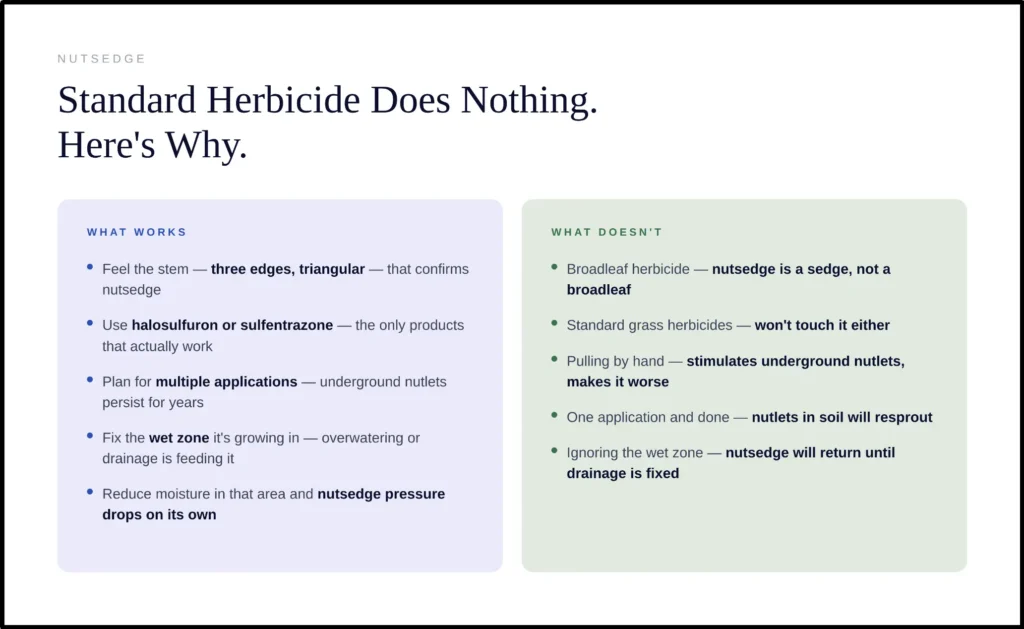 Infographic detailing standard versus effective treatments for nutsedge