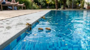 Honeybees and wasps drinking water from swimming pool edge