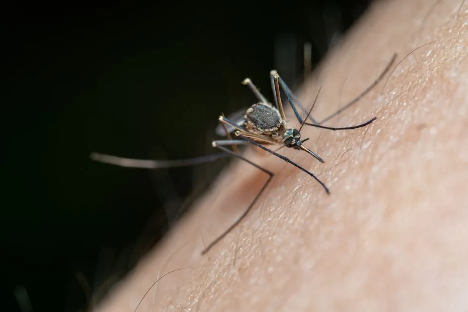 Contrôle des Insectes et Confort de Soirée