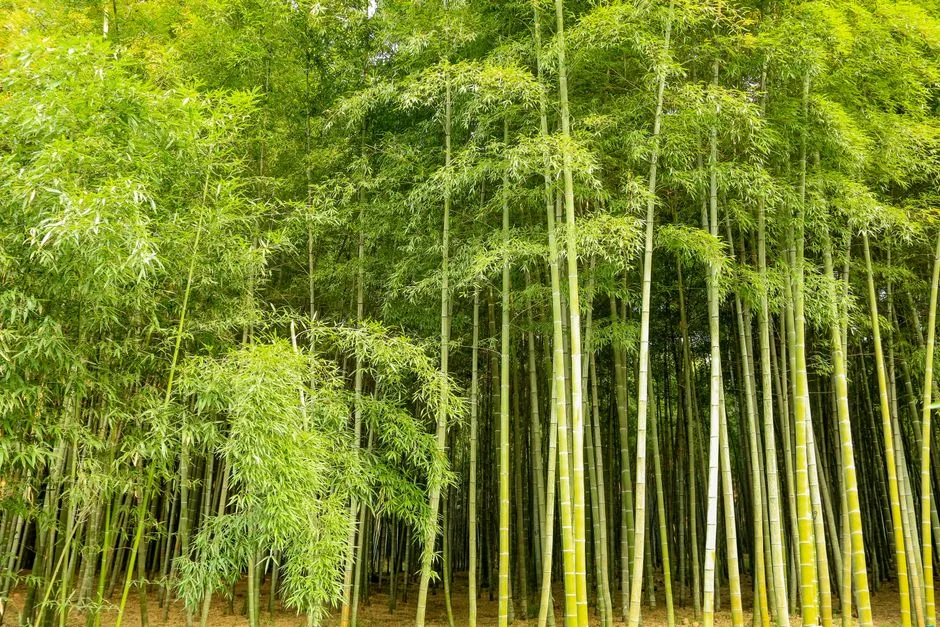 Écran de Bambou Non-Traçant ou à Grand Feuillage