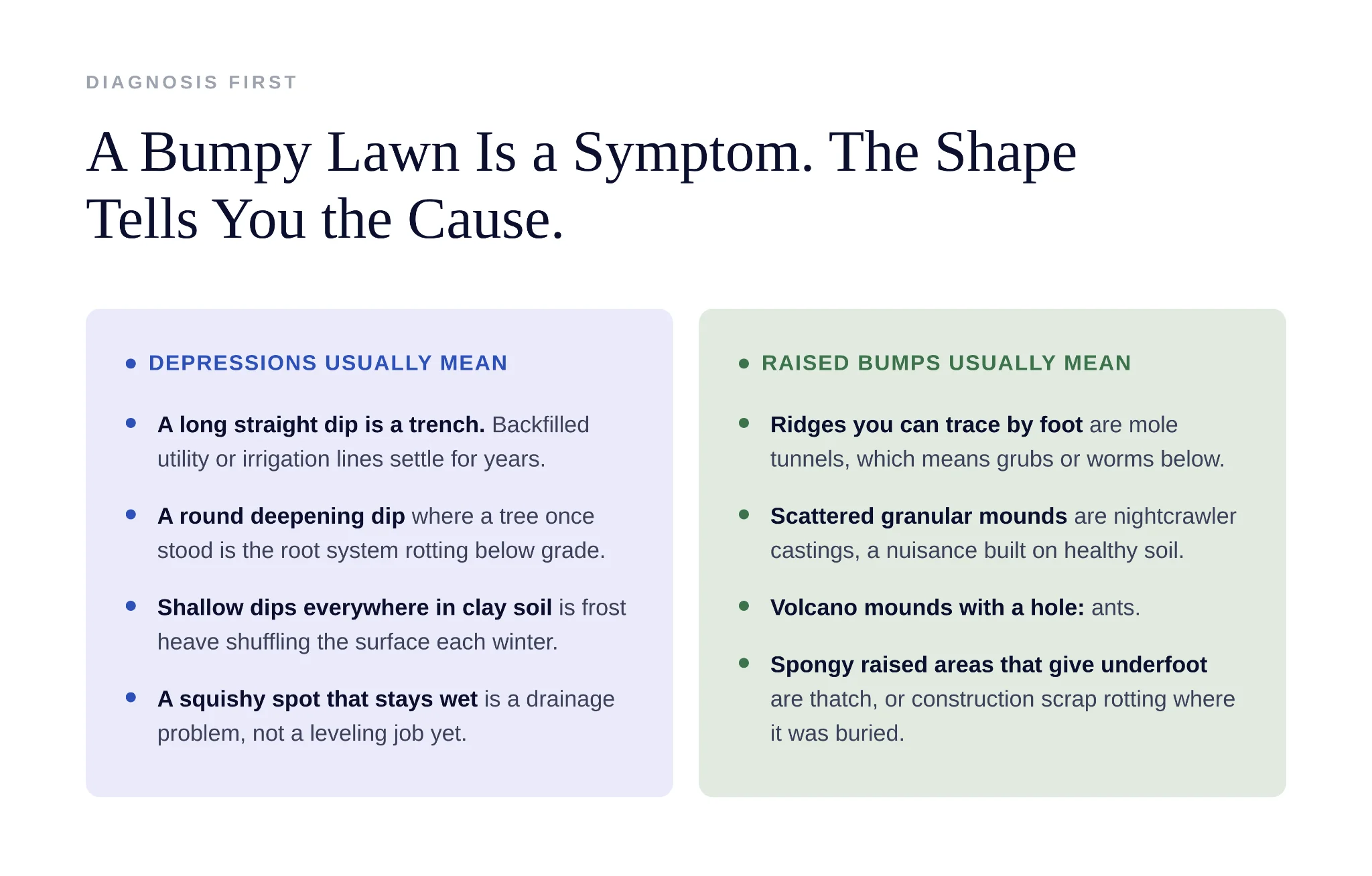 Using a light roller to press down frost-heaved turf in early spring lawn