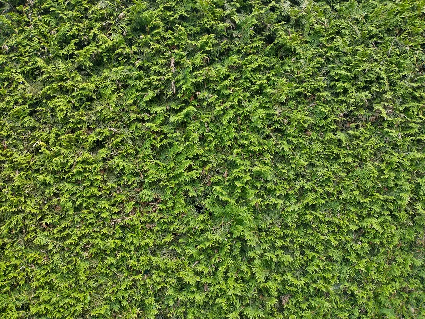 Mur Végétal / Jardin Vertical Autour de l’Équipement