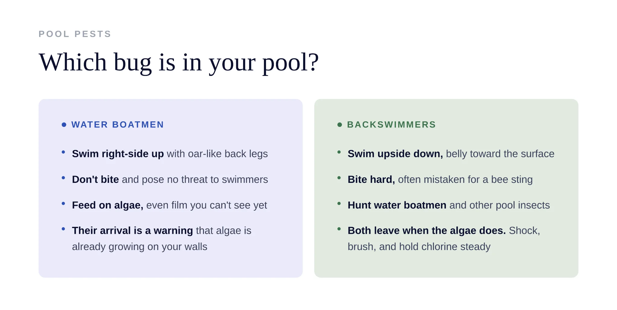 Mosquitoes breeding in stagnant pool water with poor circulation