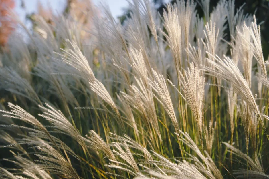Écran de Graminées Ornementales (Miscanthus / Herbe aux Écouvillons)