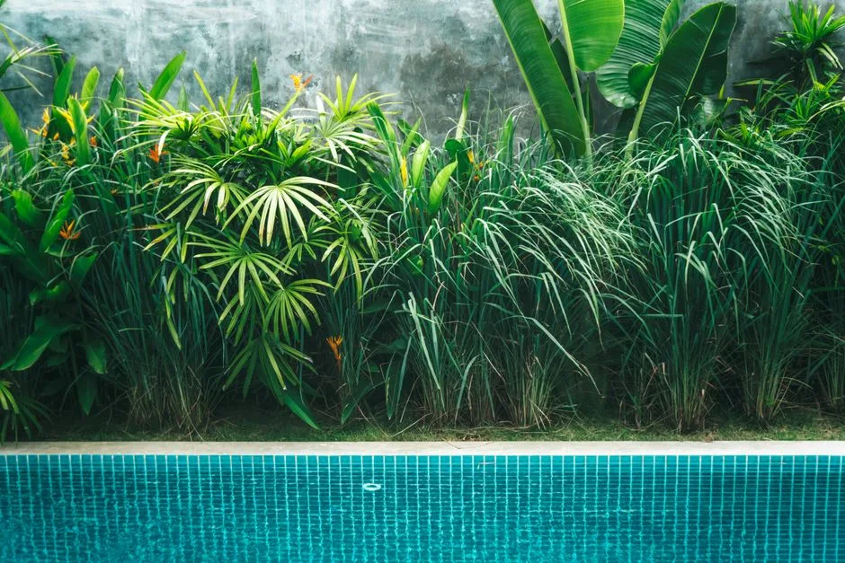 Jardinières & Plantes Tropicales en Pots