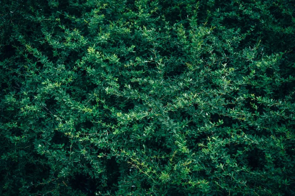 Plantation Anti-Bruit (Arbustes Denses pour le Bruit)