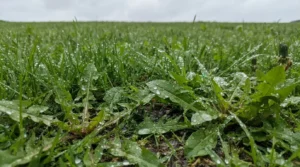 Wet lawn grass and weeds covered in rain droplets