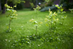 Several young tree saplings sprouting throughout a green lawn