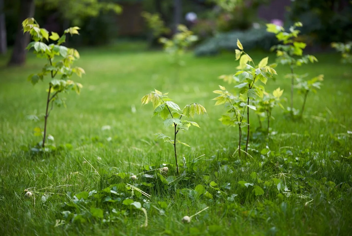 Several young tree saplings sprouting throughout a green lawn