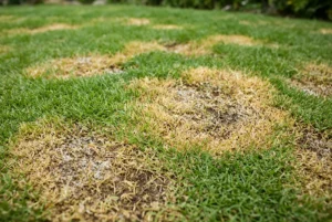 Brown fertilizer burned damaged patches beside healthy green lawn
