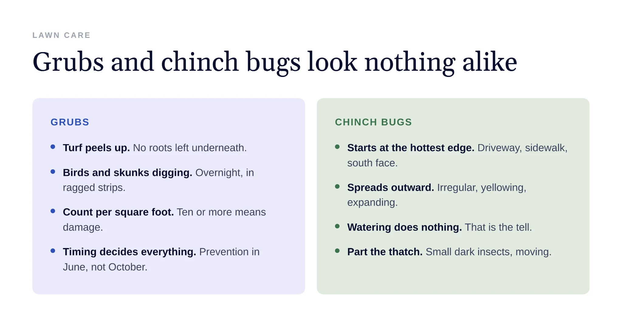 Chinch bug damage spreading from hot driveway lawn edge