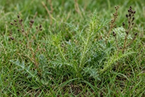 Lawn with prickly weeds and burs in grass
