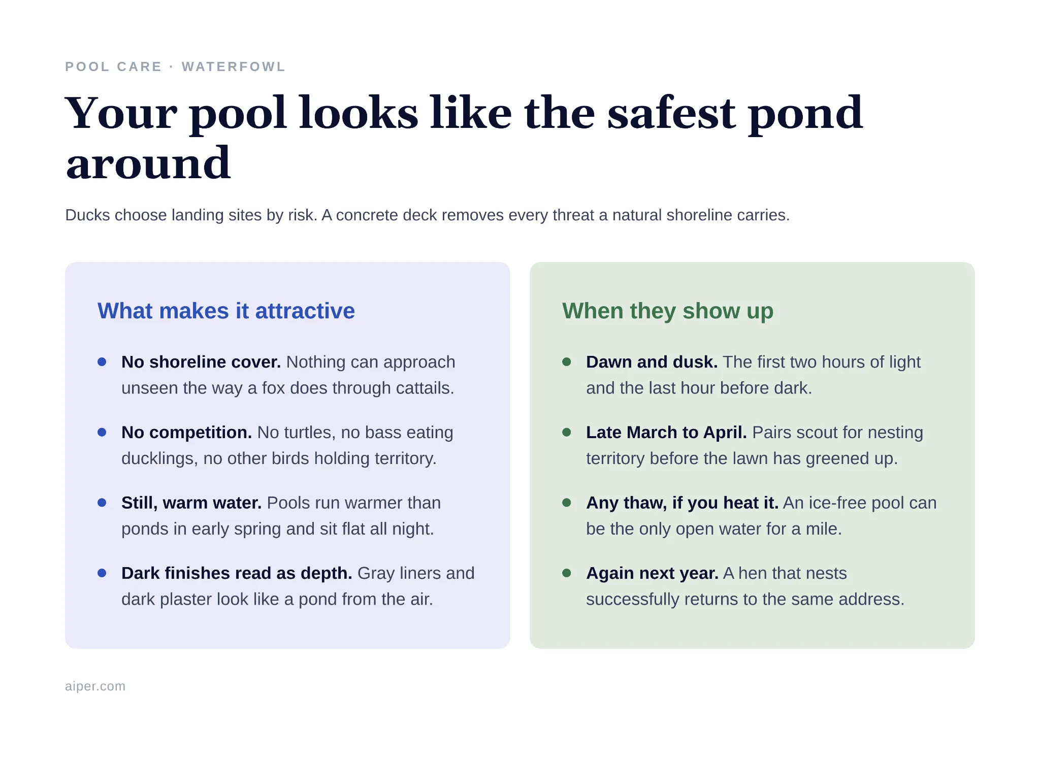 Pair of ducks swimming on residential pool water