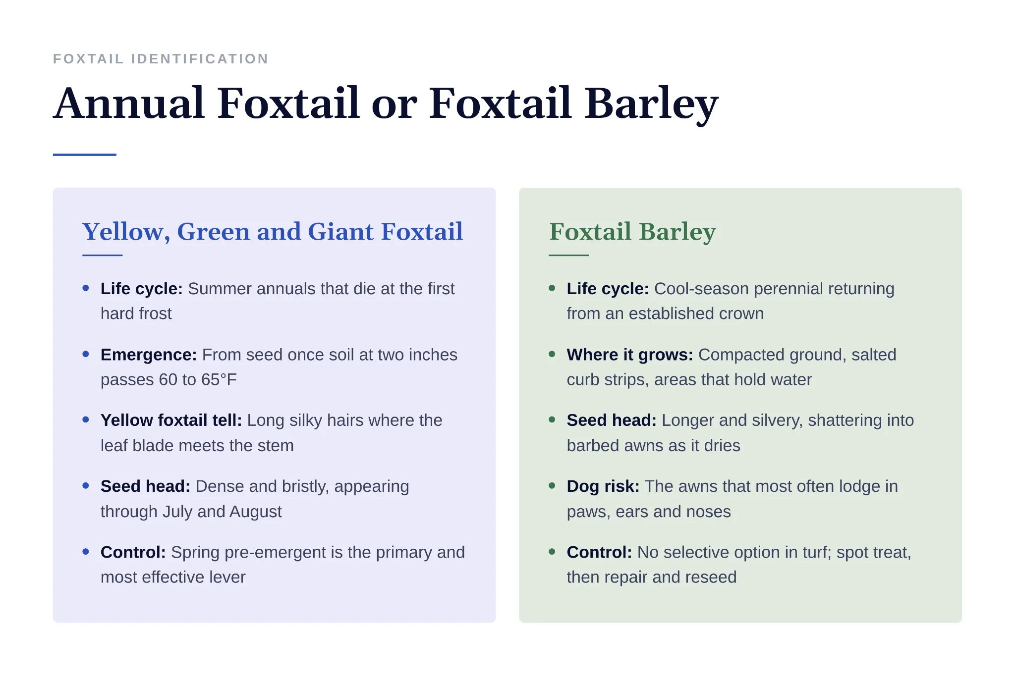 Identification guide comparing annual foxtail species versus perennial foxtail barley characteristics
