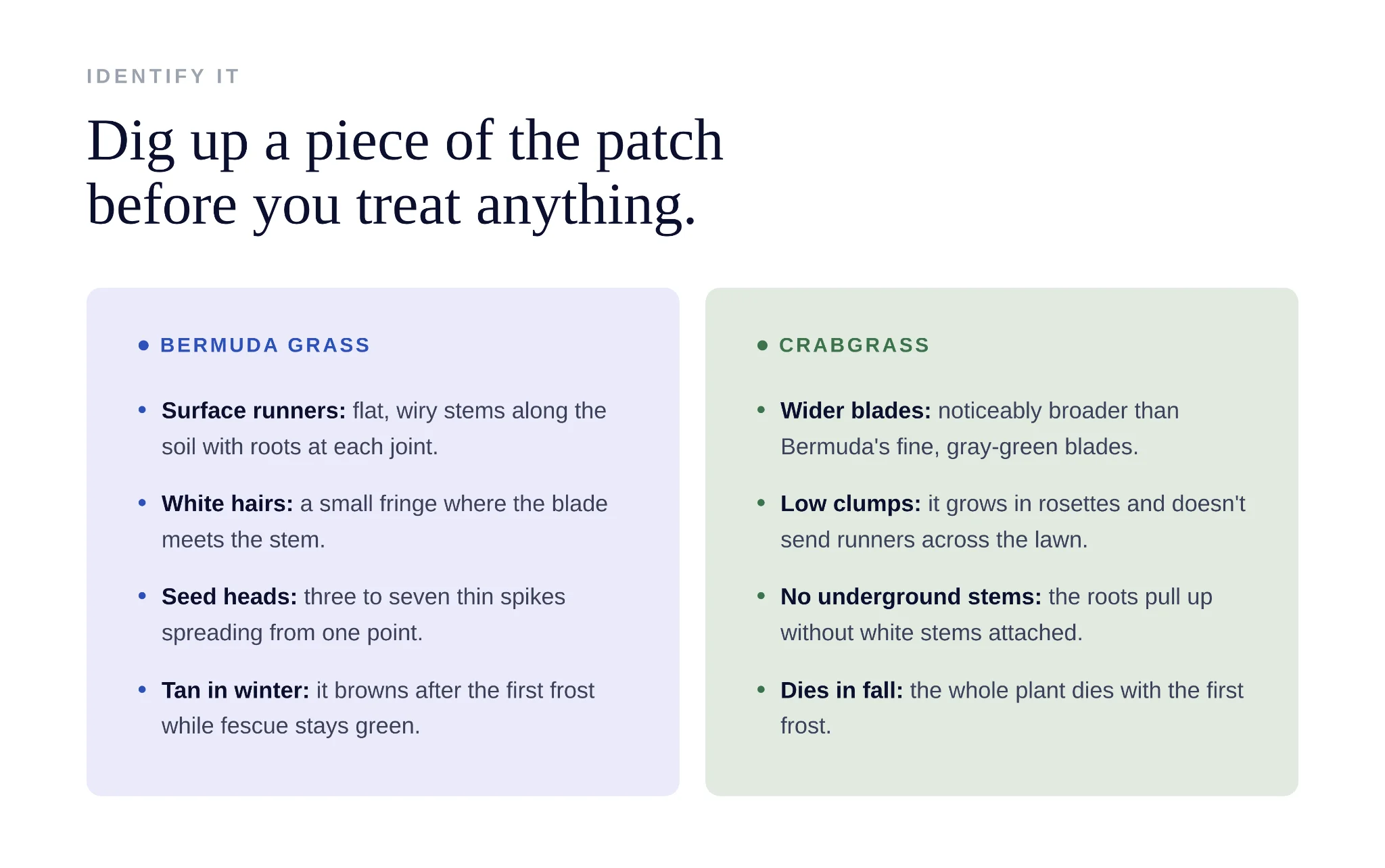 Comparison chart identifying bermuda grass features versus similar crabgrass characteristics