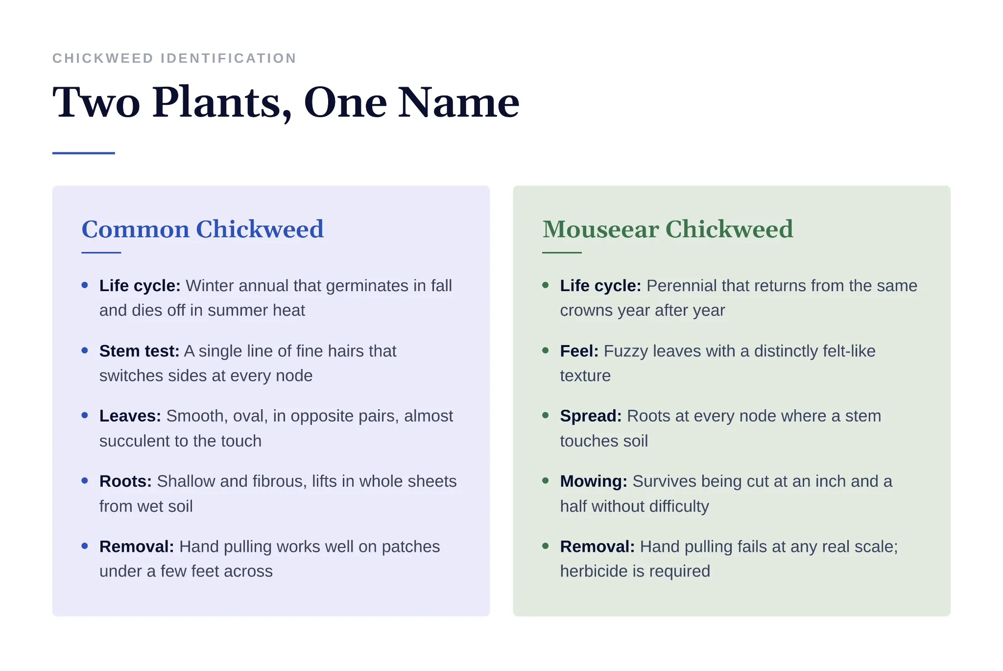 Comparison chart identifying common chickweed versus mouseear chickweed characteristics