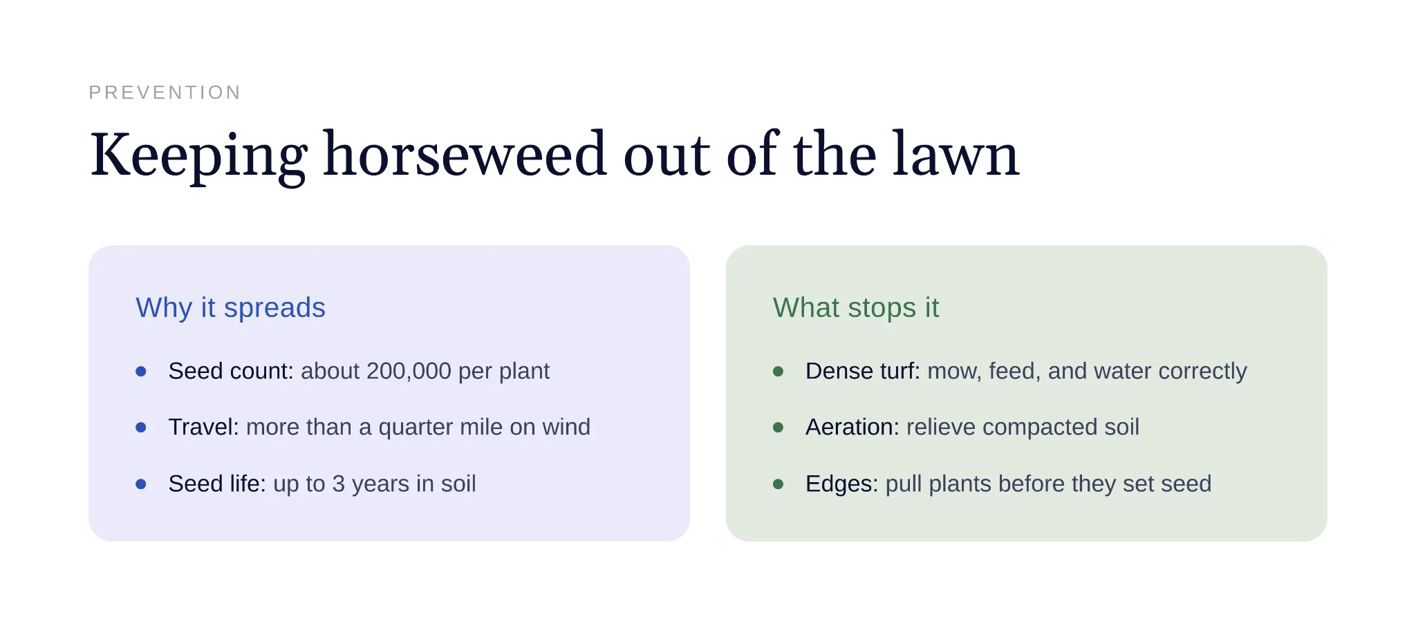 Dense healthy lawn crowding out horseweed and other weeds