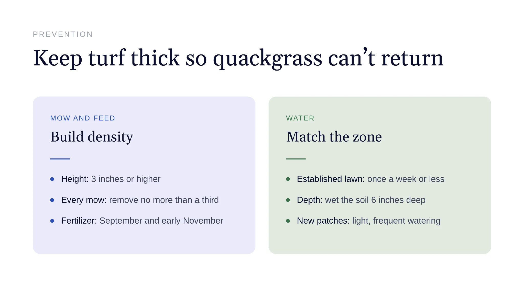 Dense healthy turf grass crowding out quackgrass weeds
