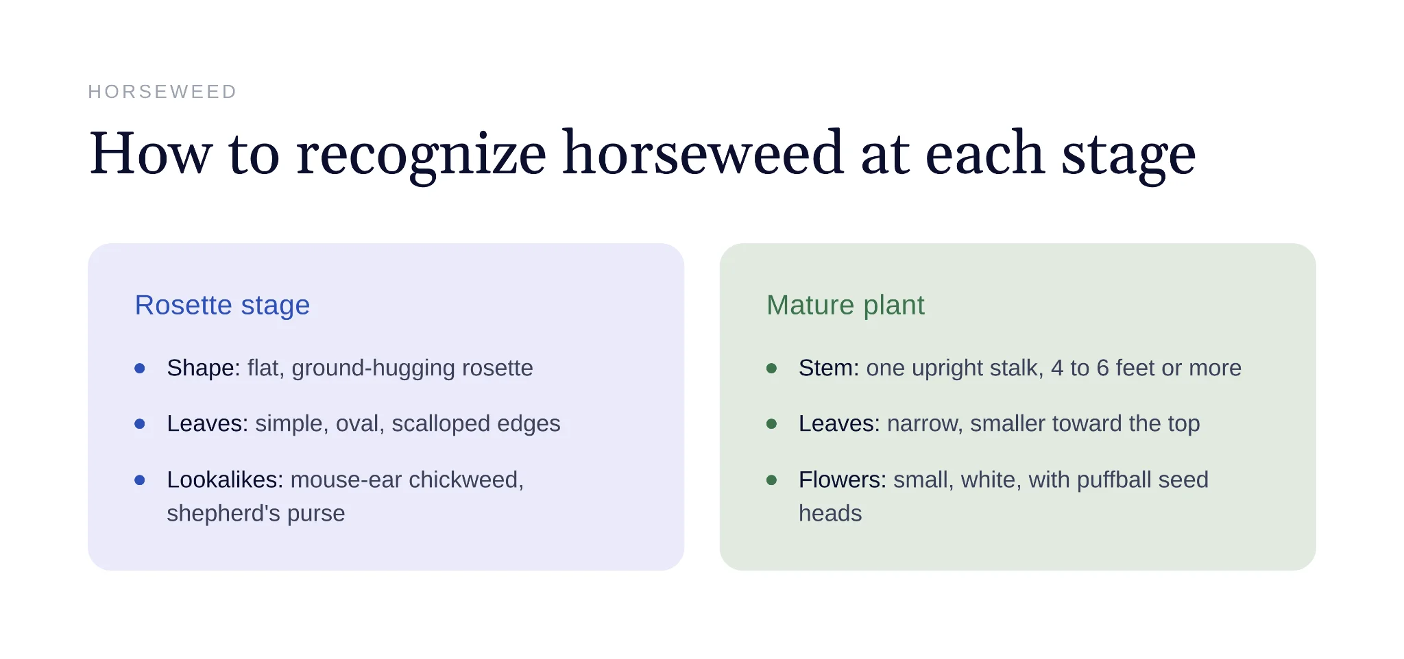 Horseweed rosette and mature bolted plant growing in lawn