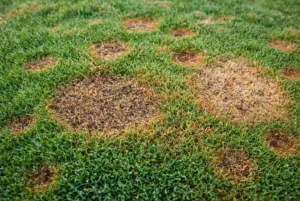 Several brown and tan circular fungus patches scattered across a green lawn