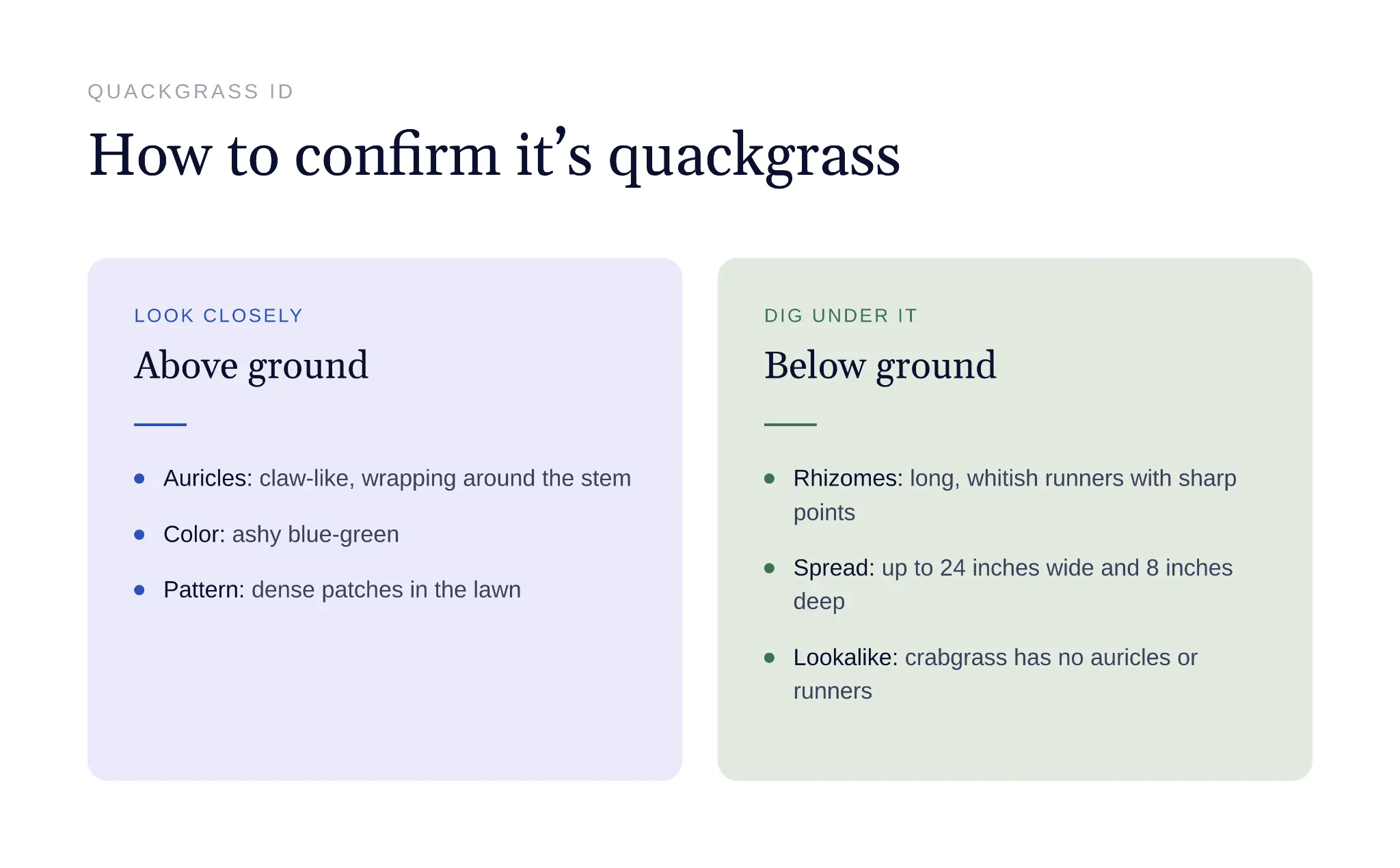 Tall quackgrass clump standing out among shorter lawn