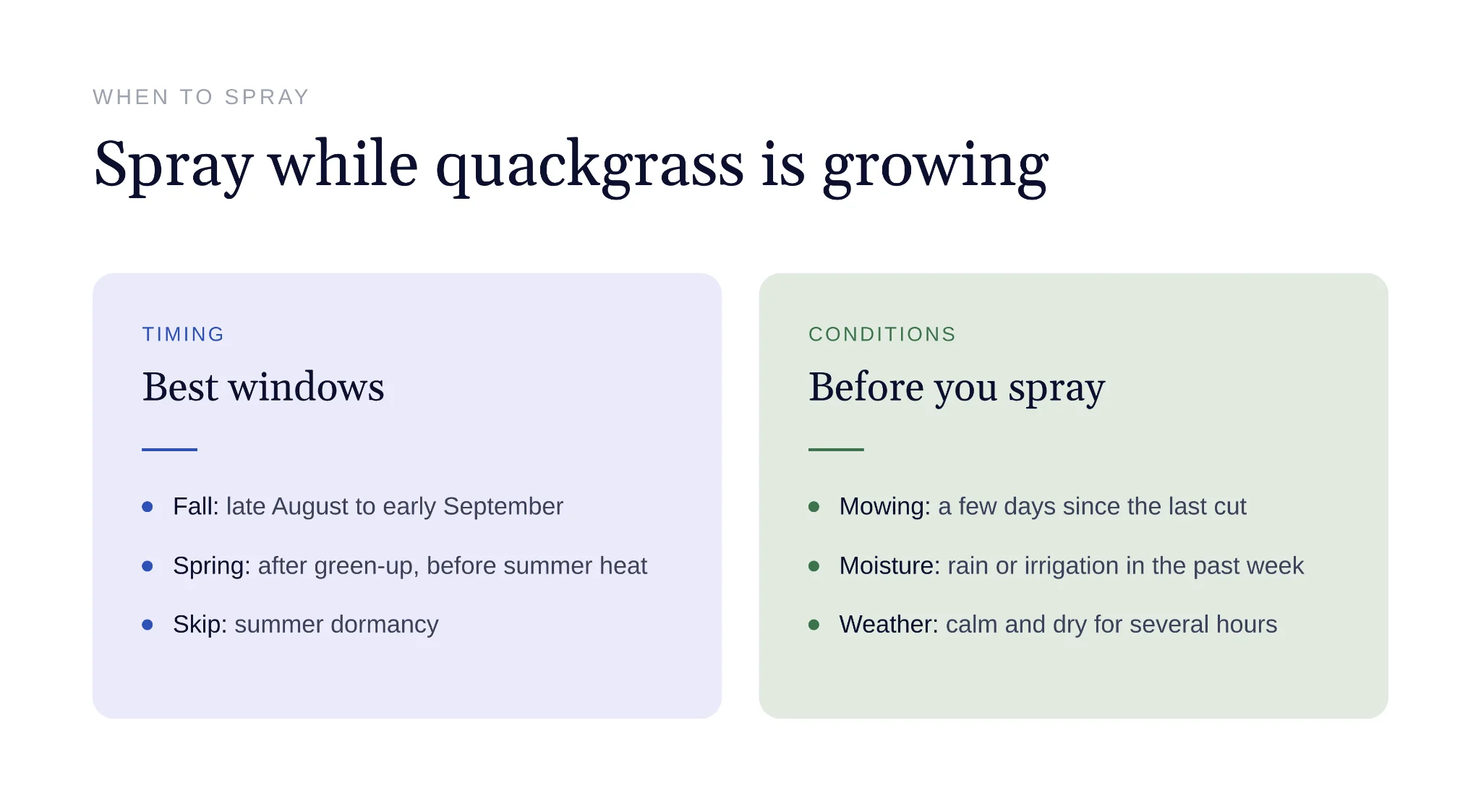 Quackgrass patch spreading through lawn during fall season