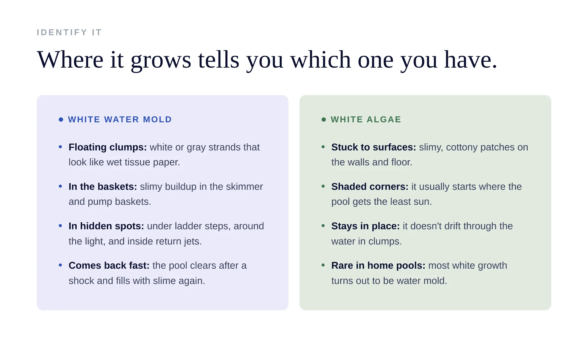 Comparison chart contrasting white water mold and white algae