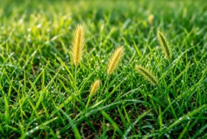 Young golden foxtail seedheads emerging from dew-covered green lawn grass