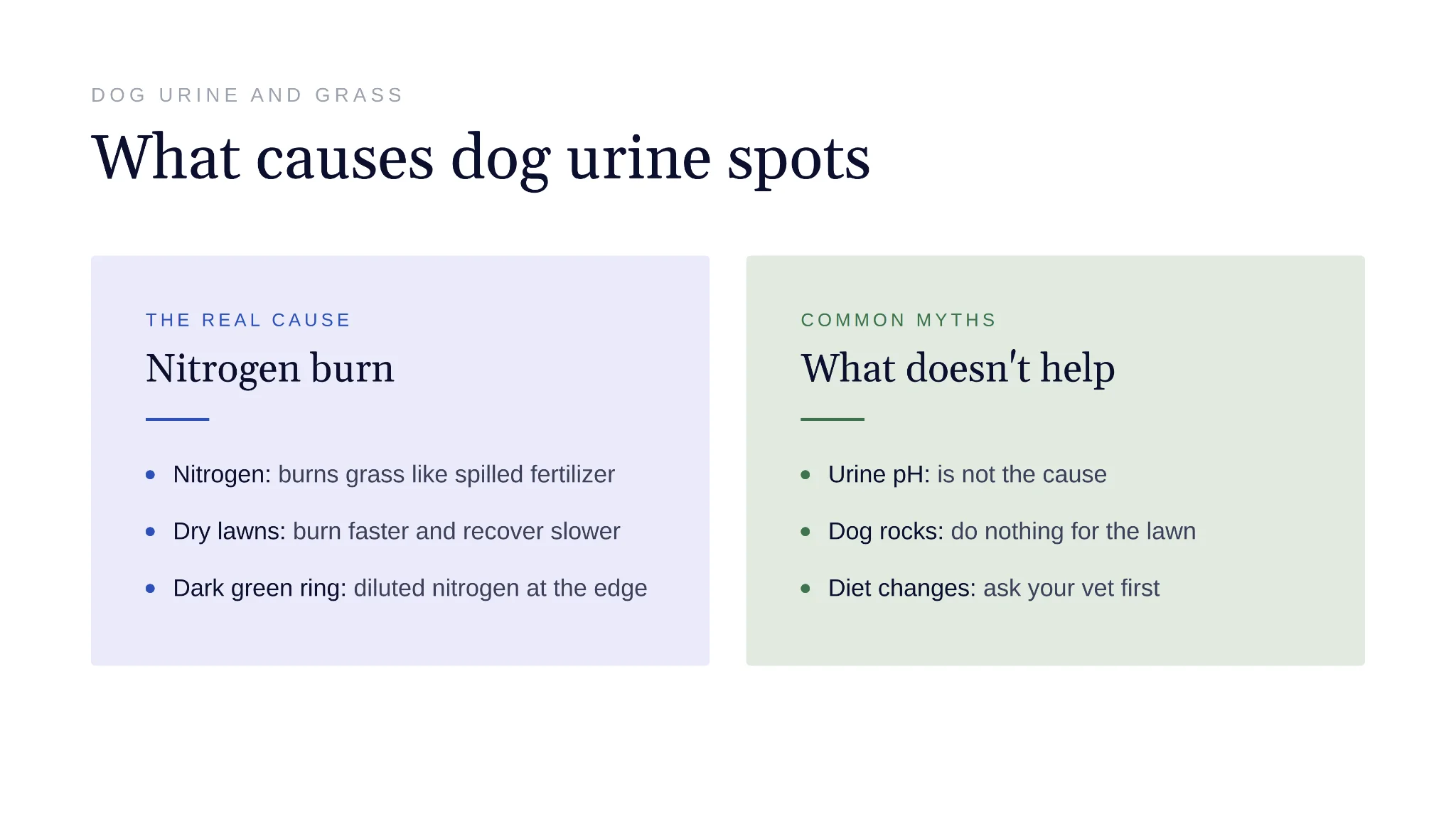 Taches jaunes d'urine de chien brûlant l'herbe sur une pelouse verte